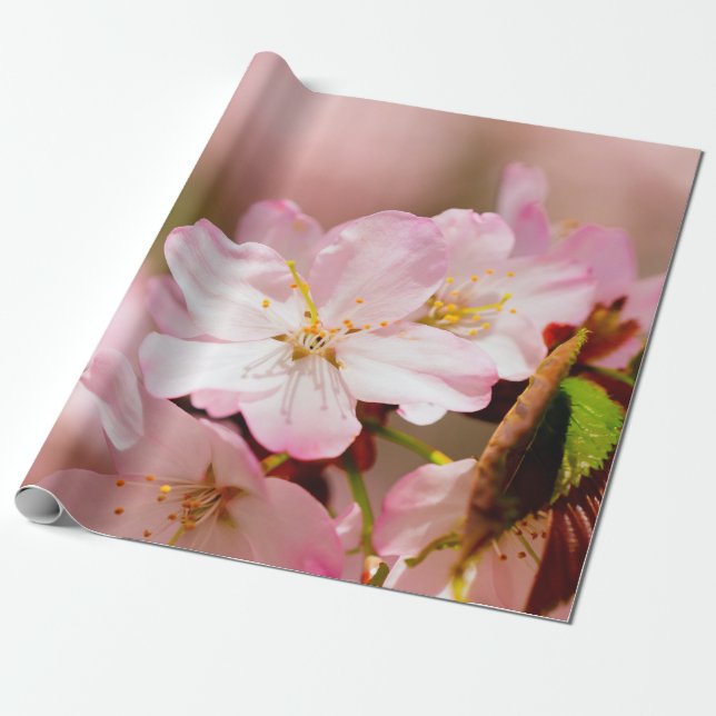 Charmin Sakura Flowers On Pink, Pink, Pink Wrapping Paper (Unrolled)