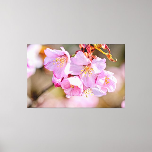 Charming And Cool Sakura Flowers In Springtime Canvas Print (Front)