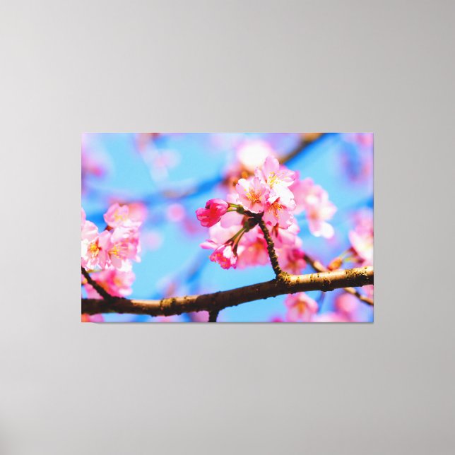 Charming Beauty Of Sakura Flowers In Springtime Canvas Print (Front)