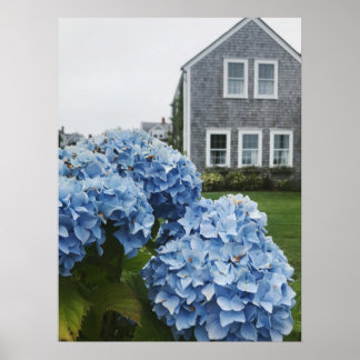 Charming Cape Cod Hydrangeas Cottage Photography Poster