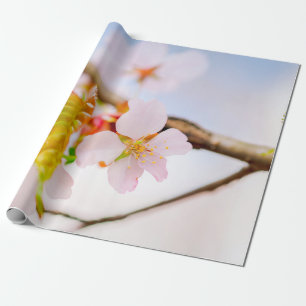 Charming Chic Sakura Flower And Leaves In Spring Wrapping Paper