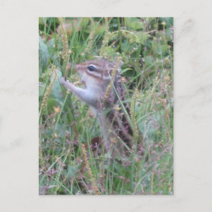 Charming Chipmunk in Summer Meadow Postcard
