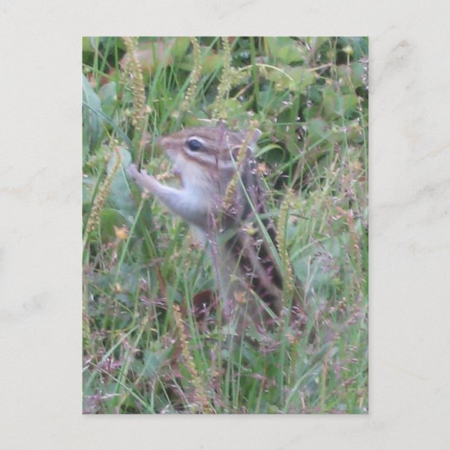 Charming Chipmunk in Summer Meadow Postcard (Front)