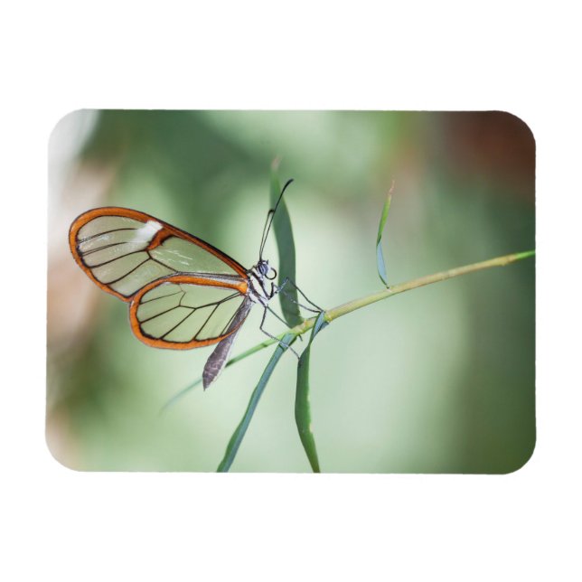 Charming Clear-Wing Butterfly Magnet (Horizontal)