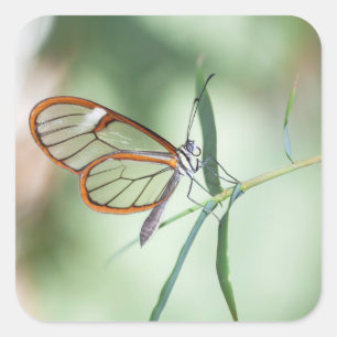 Charming Clear-Wing Butterfly Square Sticker