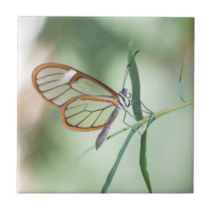 Charming Clear-Wing Butterfly Tile