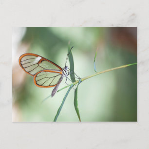 Charming Clear-wing Postcard