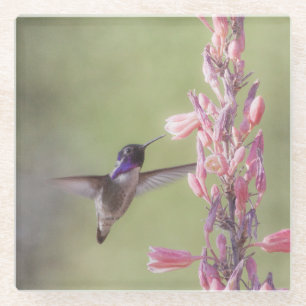 Charming Costa's Hummingbird Glass Coaster
