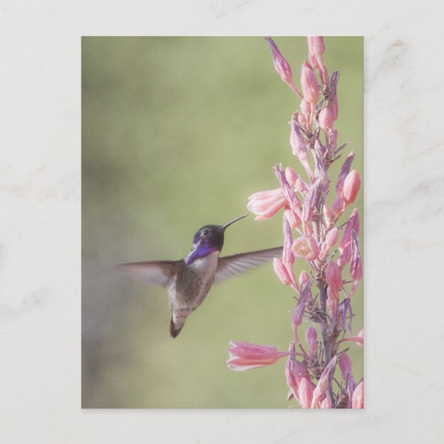 Charming Costa's Hummingbird Postcard (Front)