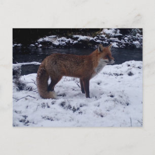Charming Fox in Snow Countryside Festive Wildlife Holiday Postcard