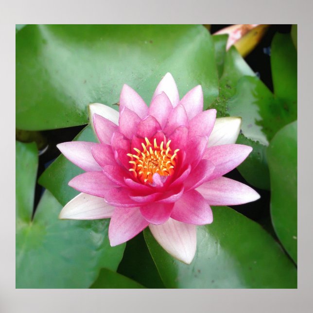 Charming  Fuchsia Water Lily Poster (Front)