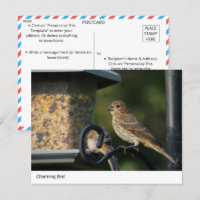 Charming Garden Bird at Feeder Postcard