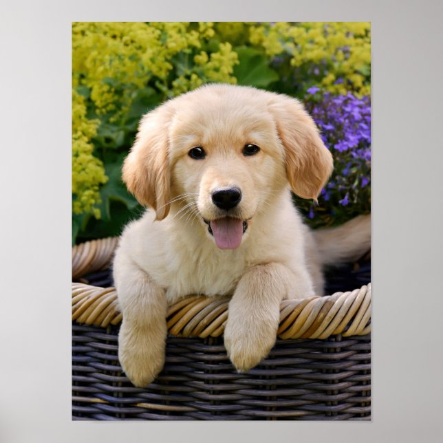 Charming Golden Retriver, a Cute Puppy Dog Photo - Poster (Front)