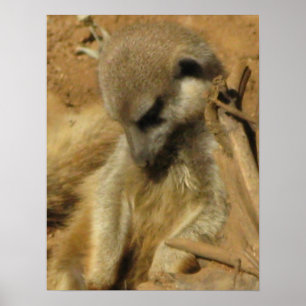 Charming Photo of a Meerkat Poster