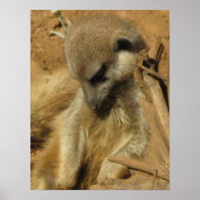 Charming Photo of a Meerkat Poster (Front)