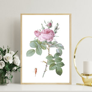 Charming Pink Rose Botanical Art Print