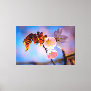 Charming Sakura Blossoms Canvas Print