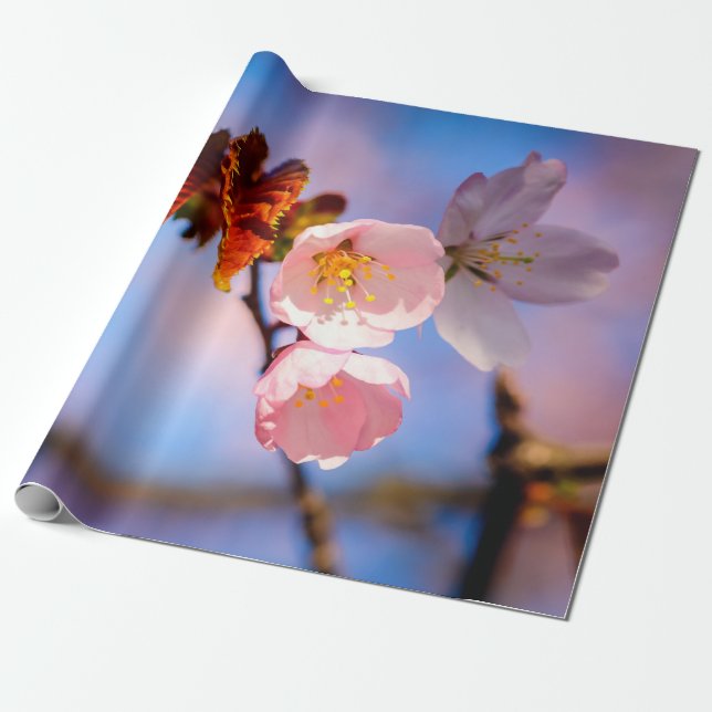 Charming Sakura Blossoms Wrapping Paper (Unrolled)