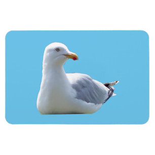 Charming Seagull Resting Peaceful Blue Scene Magnet