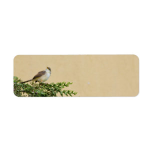 Charming Sparrow Bird Photograph