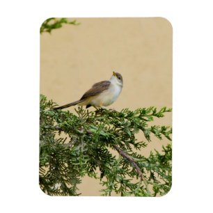 Charming Sparrow Bird Photograph Magnet