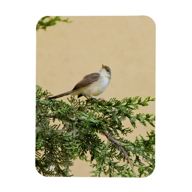 Charming Sparrow Bird Photograph Magnet (Vertical)