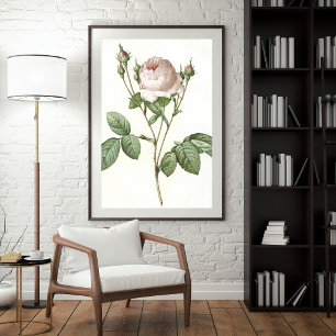 Charming White Rose Botanical Art Print