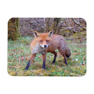 Charming Woodland Red Fox Scene Wildlife Art Magnet