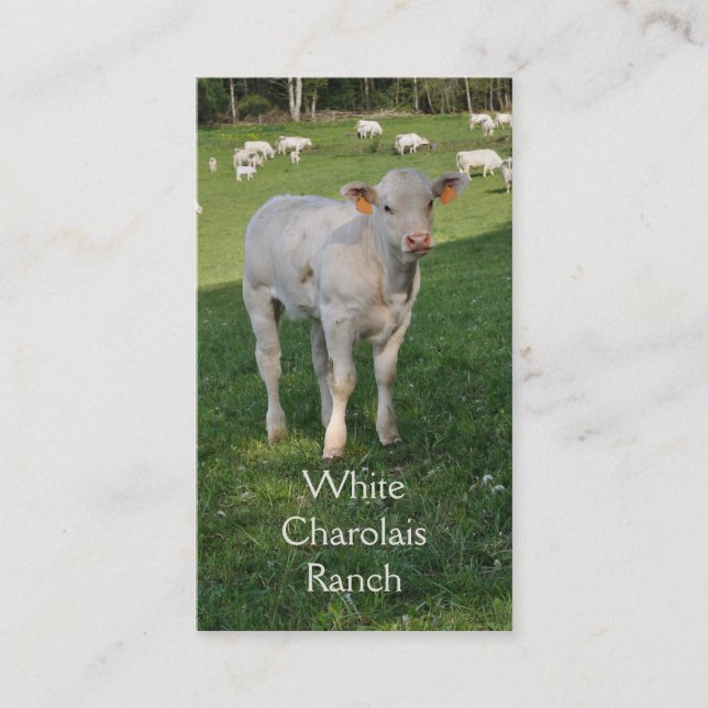 Charolais beef cattle with calf business card (Front)