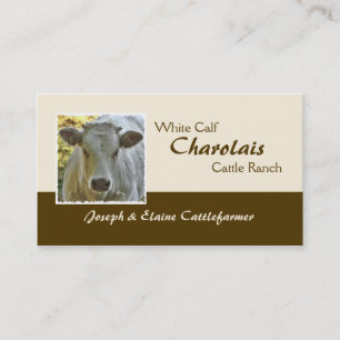Charolais beef steer or heifer business card