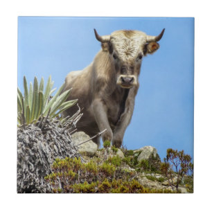 Charolais Bull Tile