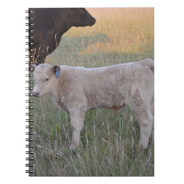 Charolais calf notebook (Front)