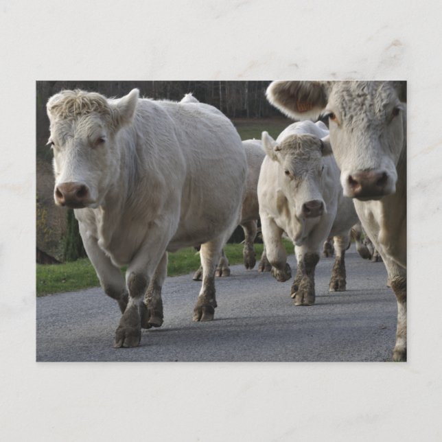 Charolais cattle on the road postcard (Front)