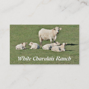 Charolais cow and four calves business card