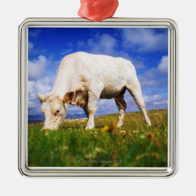 Charolais Cow Grazing, Mannin Bay, Ireland Metal Tree Decoration (Front)