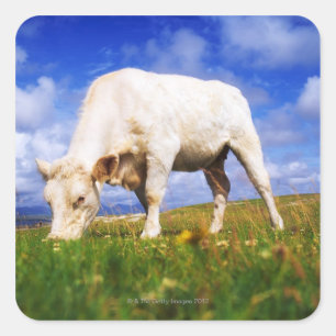 Charolais Cow Grazing, Mannin Bay, Ireland Square Sticker