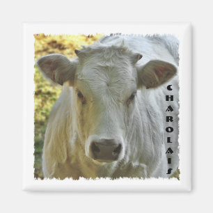 Charolais cow magnet