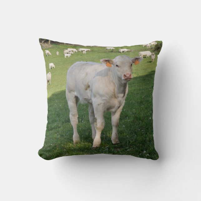 Charolais white calf photo cushion (Front)
