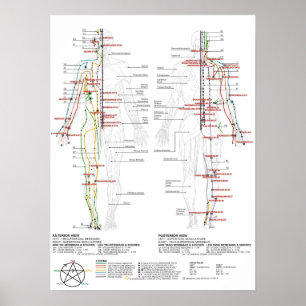 Chart of Human Meridians