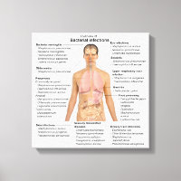 Chart of the bacterial infections in Humans 