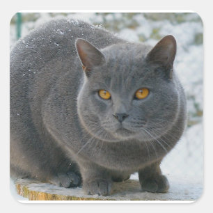 Chartreu in snow square sticker