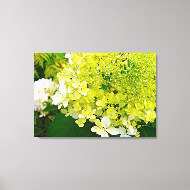 Chartreuse Green, Limelight Hydrangea, Canvas Print (Front)