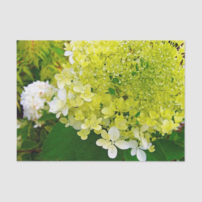 Chartreuse Green, Limelight Hydrangea, Tissue Paper (Front)