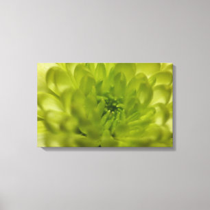 Chartreuse Green Mum Wrapped Canvas