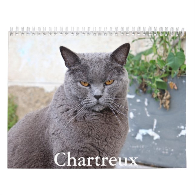 Chartreux Calendar (Cover)