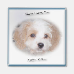 Chase Cavachon Magnet