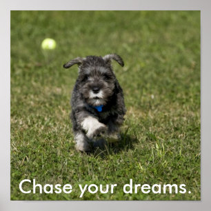 Chase your dreams. poster
