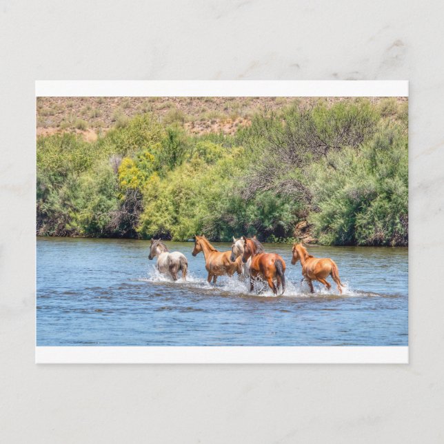 Chasing Freedom Postcard (Front)