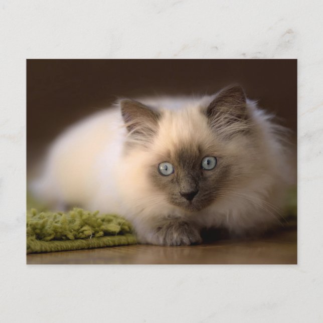 Chasing the mouse postcard (Front)