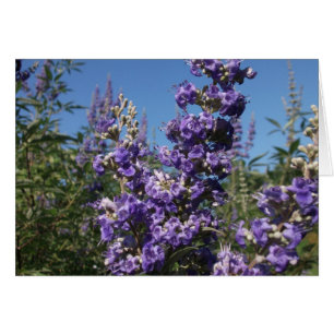 Chaste Tree Purple Flowers